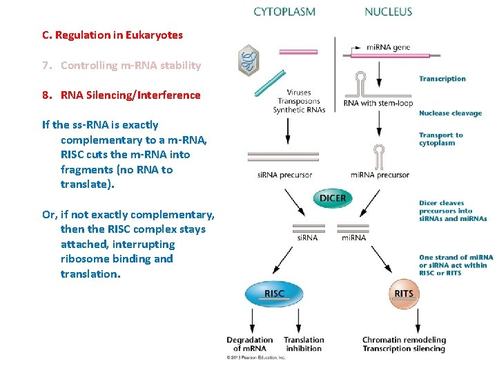 C. Regulation in Eukaryotes 7. Controlling m-RNA stability 8. RNA Silencing/Interference If the ss-RNA