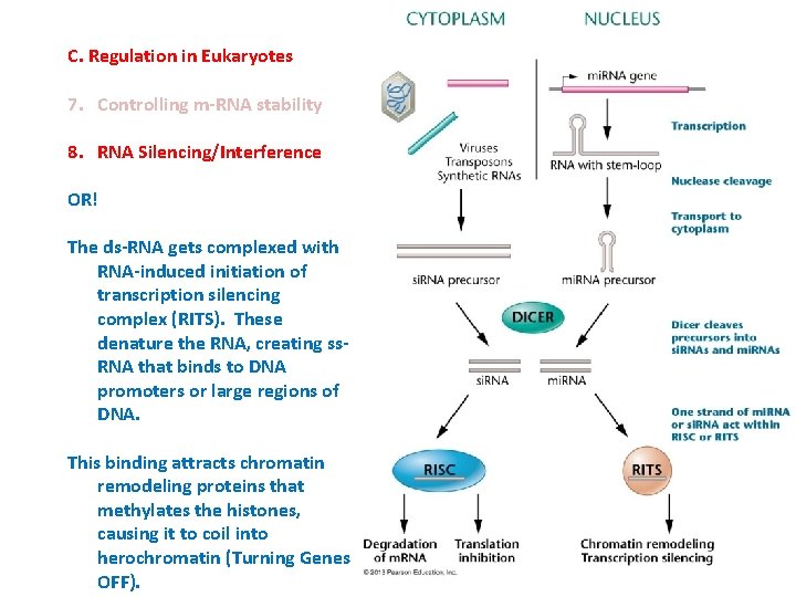 C. Regulation in Eukaryotes 7. Controlling m-RNA stability 8. RNA Silencing/Interference OR! The ds-RNA