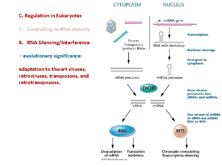 C. Regulation in Eukaryotes 7. Controlling m-RNA stability 8. RNA Silencing/Interference - evolutionary significance: