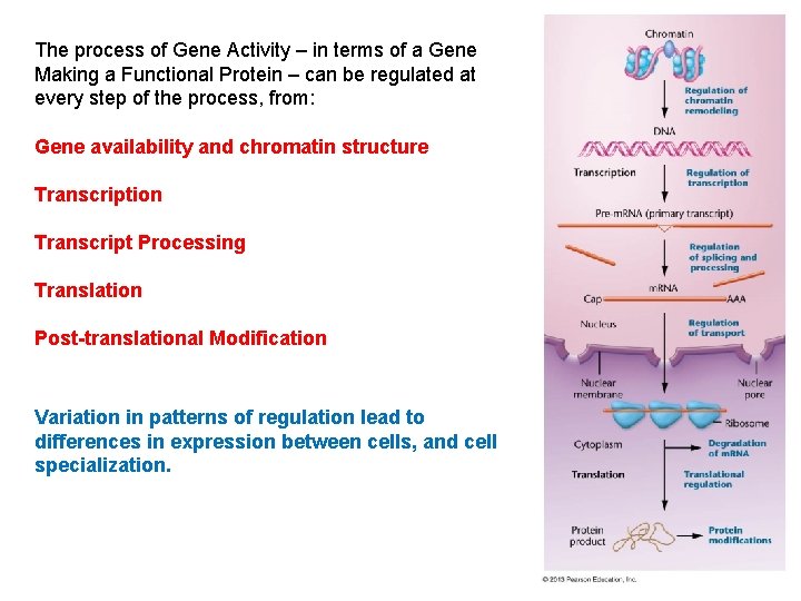 The process of Gene Activity – in terms of a Gene Making a Functional