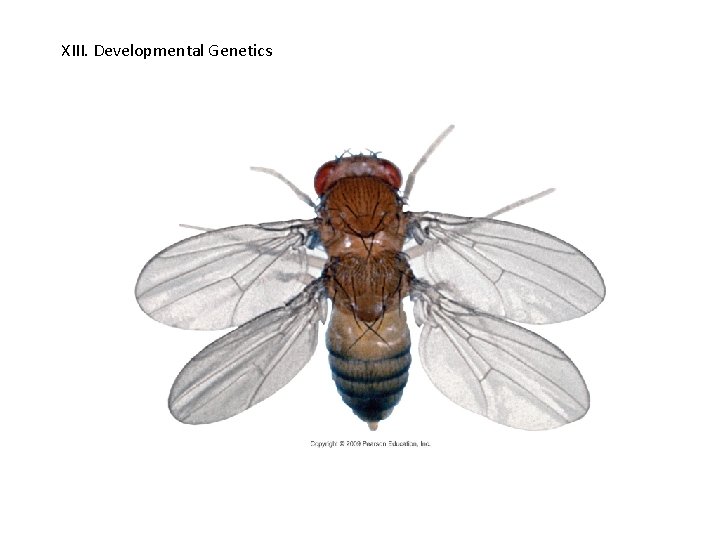 XIII. Developmental Genetics 