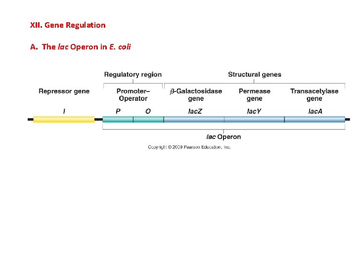 XII. Gene Regulation A. The lac Operon in E. coli 