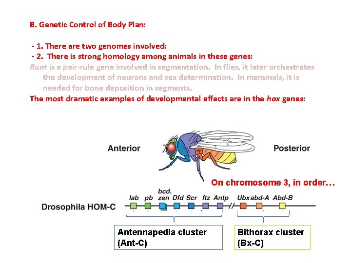 B. Genetic Control of Body Plan: - 1. There are two genomes involved: -