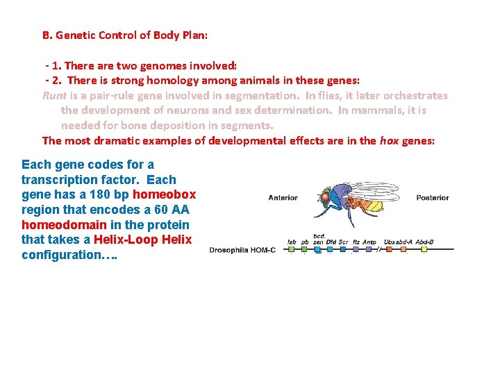 B. Genetic Control of Body Plan: - 1. There are two genomes involved: -