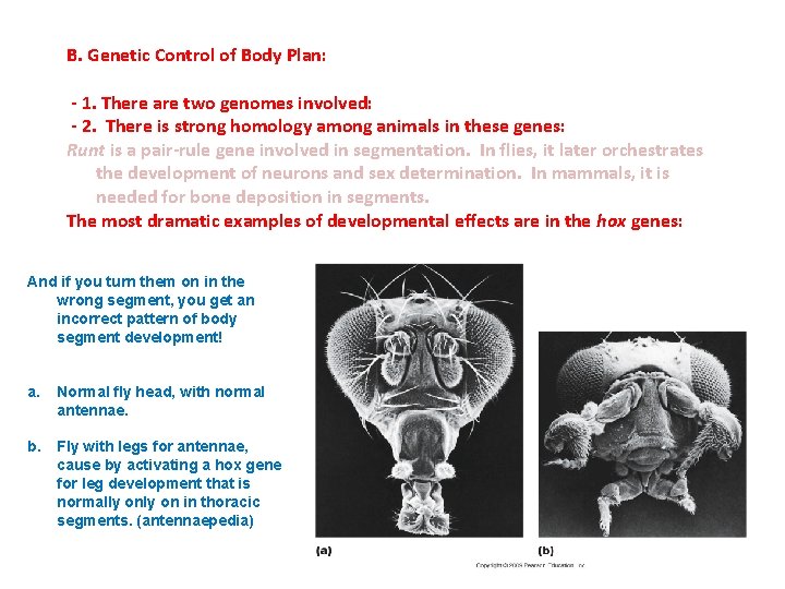 B. Genetic Control of Body Plan: - 1. There are two genomes involved: -