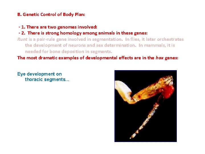 B. Genetic Control of Body Plan: - 1. There are two genomes involved: -