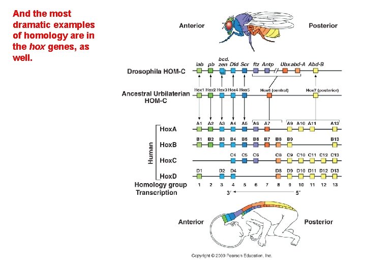 And the most dramatic examples of homology are in the hox genes, as well.