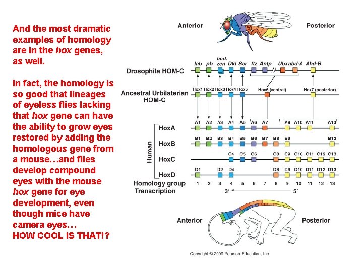And the most dramatic examples of homology are in the hox genes, as well.