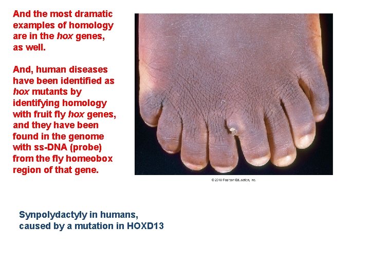 And the most dramatic examples of homology are in the hox genes, as well.