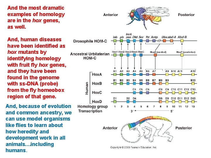 And the most dramatic examples of homology are in the hox genes, as well.