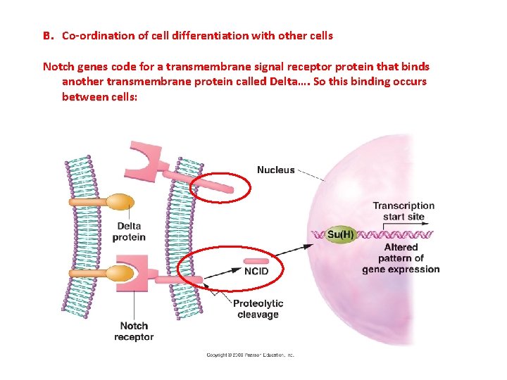 B. Co-ordination of cell differentiation with other cells Notch genes code for a transmembrane