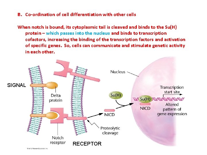 B. Co-ordination of cell differentiation with other cells When notch is bound, its cytoplasmic