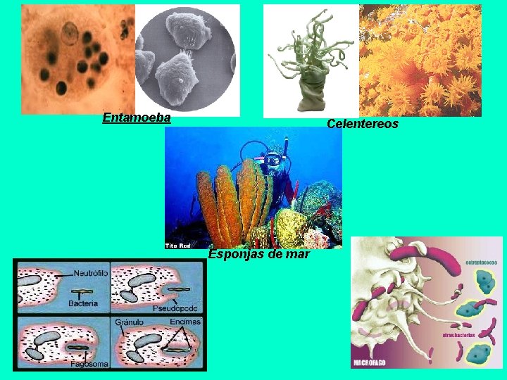 Fagocitosis Entamoeba Celentereos Esponjas de mar 