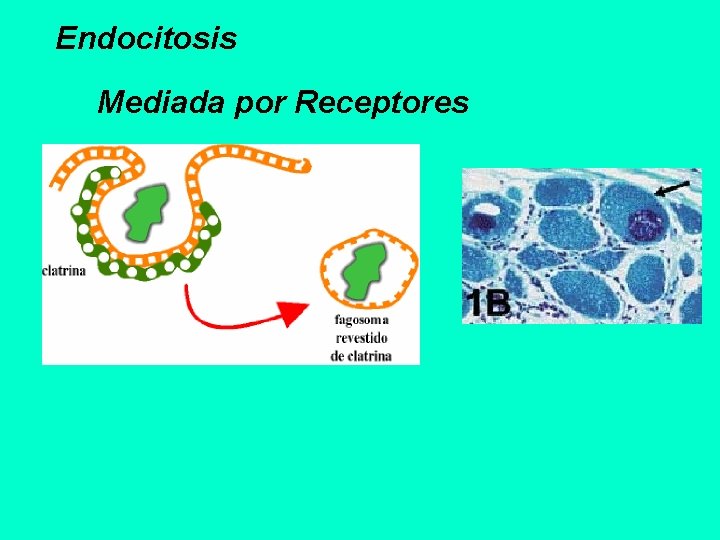 Endocitosis Mediada por Receptores 