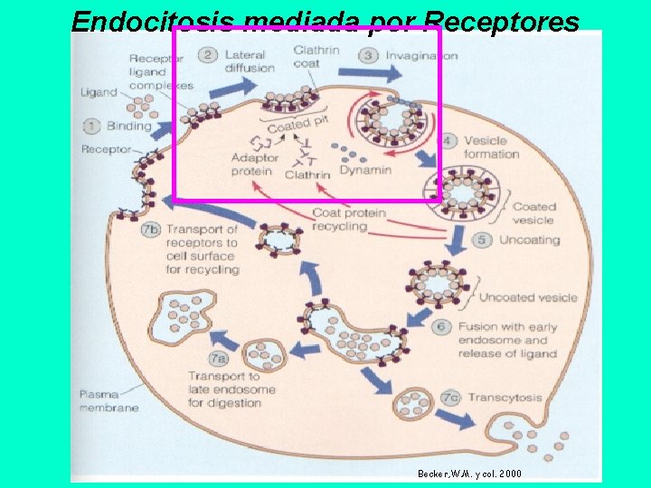 Endocitosis mediada por Receptores Becker, W. M. y col. 2000 