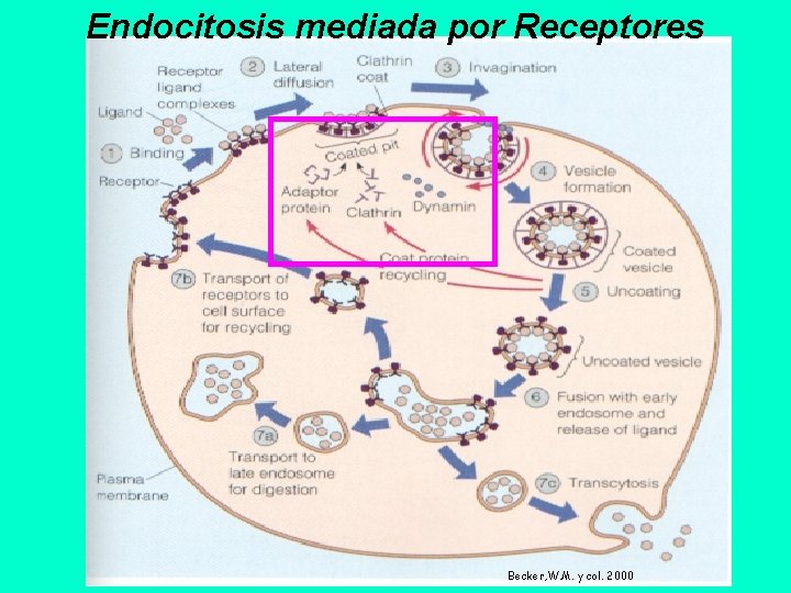 Endocitosis mediada por Receptores Becker, W. M. y col. 2000 