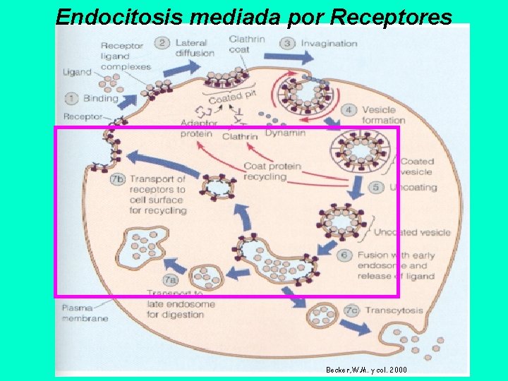 Endocitosis mediada por Receptores Becker, W. M. y col. 2000 