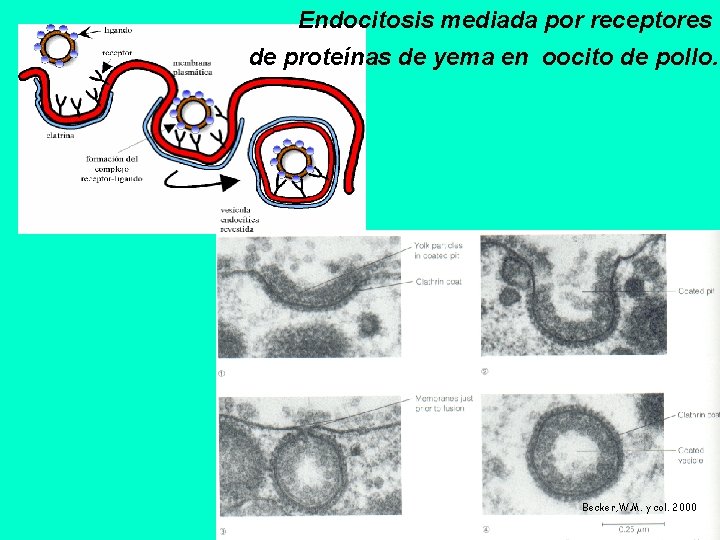 Endocitosis mediada por receptores de proteínas de yema en oocito de pollo. Becker, W.