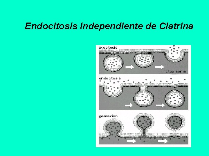 Endocitosis Independiente de Clatrina 