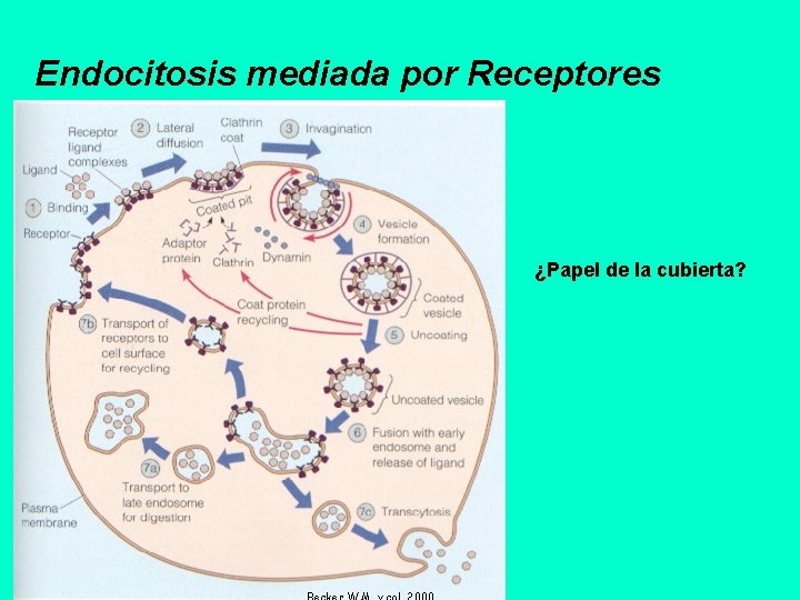 Endocitosis mediada por Receptores ¿Papel de la cubierta? 