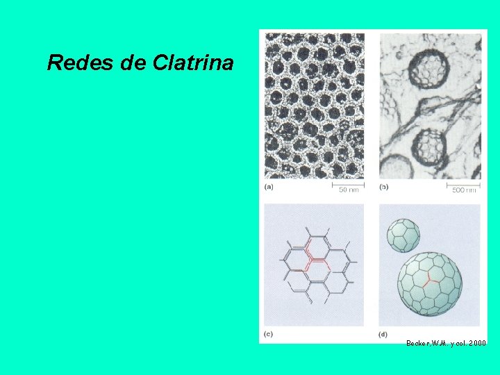 Redes de Clatrina Becker, W. M. y col. 2000 