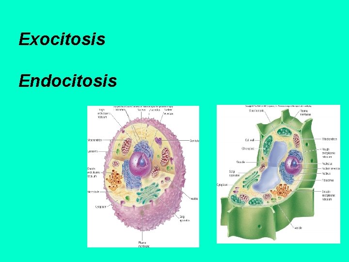 Exocitosis Endocitosis 