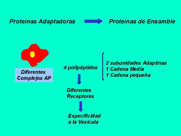 Proteínas Adaptadoras Diferentes Complejos AP 4 polipéptidos Diferentes Receptores Especificidad a la Vesícula Proteínas