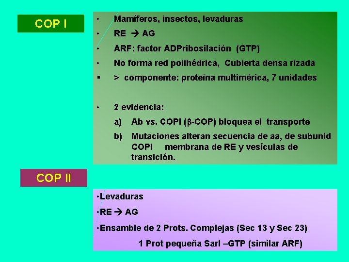 COP I • Mamíferos, insectos, levaduras • RE AG • ARF: factor ADPribosilación (GTP)