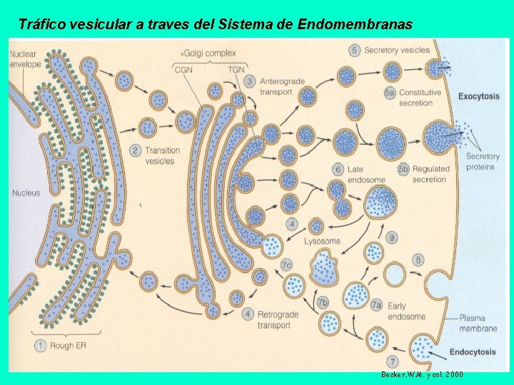 Tráfico vesicular a traves del Sistema de Endomembranas Becker, W. M. y col. 2000