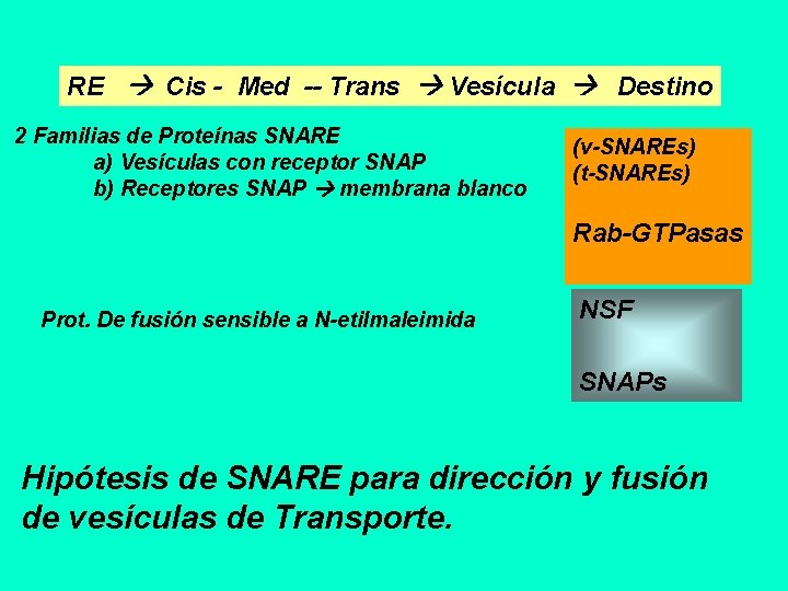 RE Cis - Med -- Trans Vesícula Destino 2 Familias de Proteínas SNARE a)