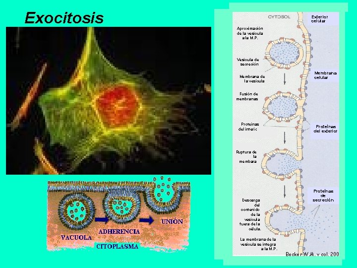 Exocitosis Péptidos Proteínas hormonales Mucus Exterior celular Aproximación de la vesícula a la M.