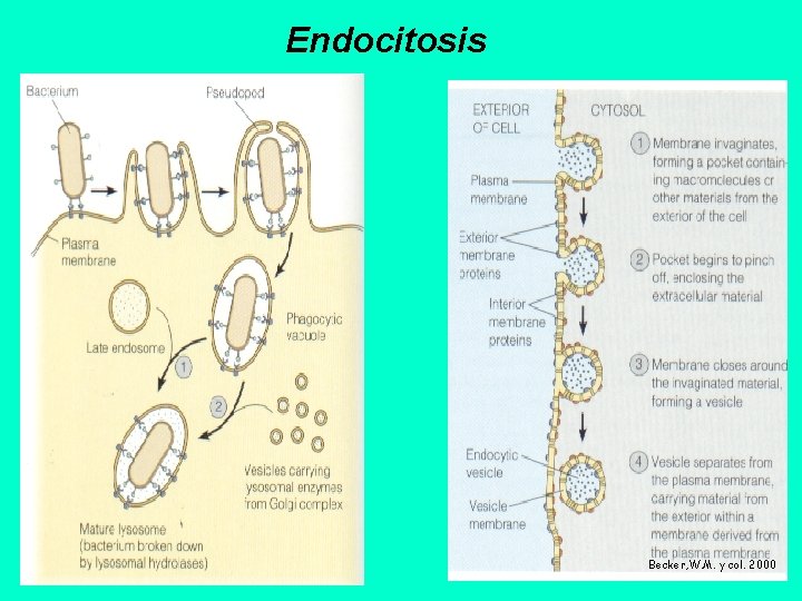 Endocitosis Becker, W. M. y col. 2000 