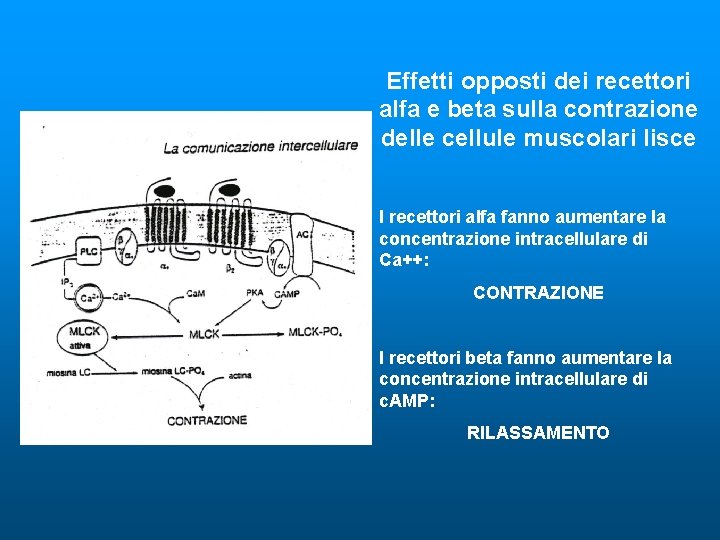 Effetti opposti dei recettori alfa e beta sulla contrazione delle cellule muscolari lisce I