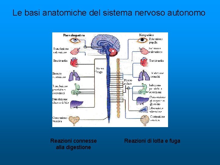 Le basi anatomiche del sistema nervoso autonomo Reazioni connesse alla digestione Reazioni di lotta