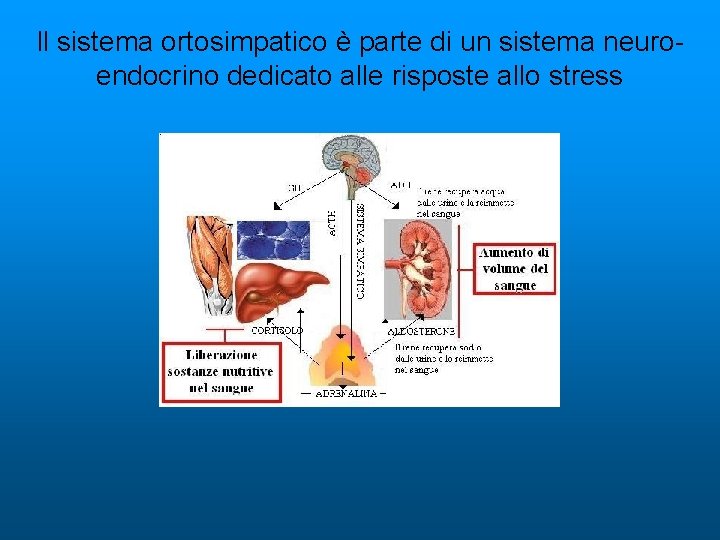 Il sistema ortosimpatico è parte di un sistema neuroendocrino dedicato alle risposte allo stress