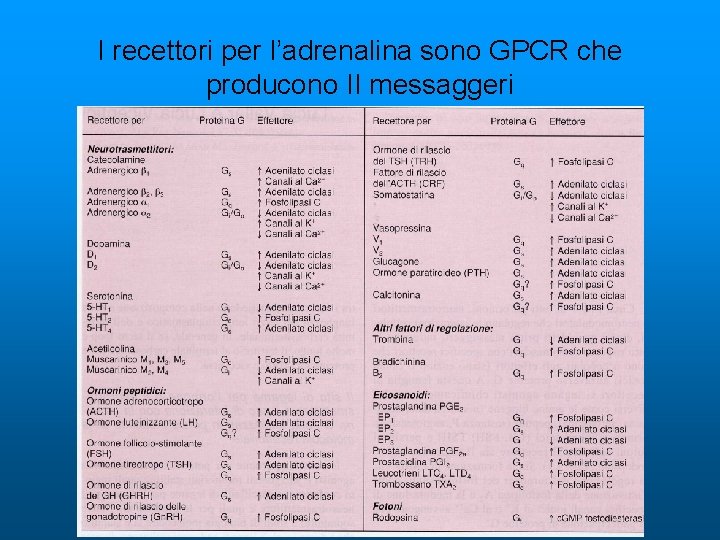 I recettori per l’adrenalina sono GPCR che producono II messaggeri 