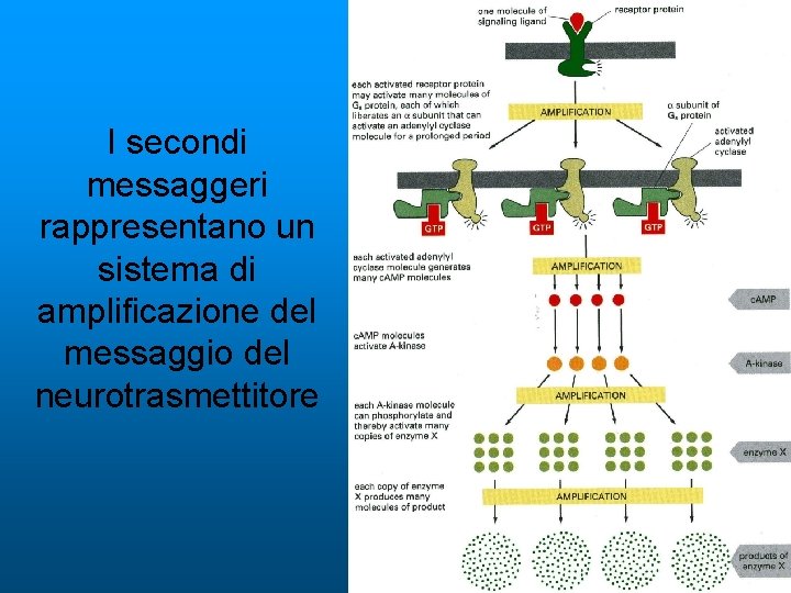 I secondi messaggeri rappresentano un sistema di amplificazione del messaggio del neurotrasmettitore 