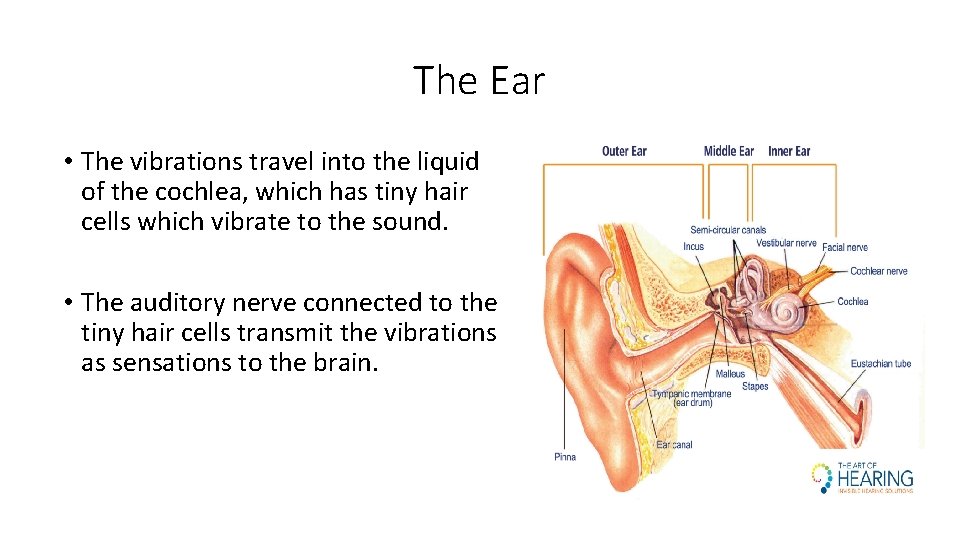 The Ear • The vibrations travel into the liquid of the cochlea, which has