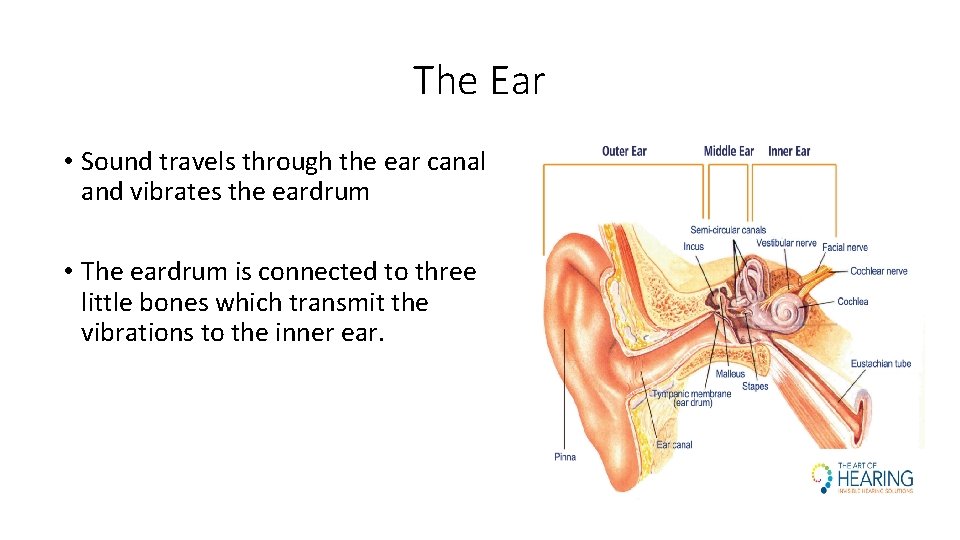The Ear • Sound travels through the ear canal and vibrates the eardrum •
