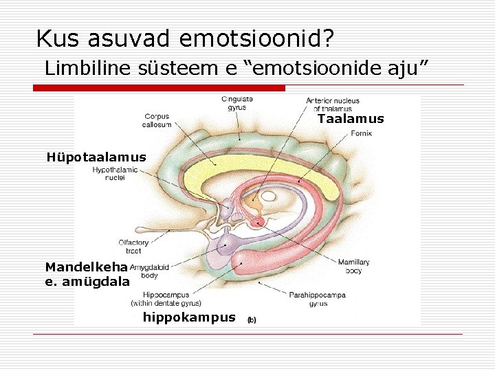 Kus asuvad emotsioonid? Limbiline süsteem e “emotsioonide aju” Taalamus Hüpotaalamus Mandelkeha e. amügdala hippokampus