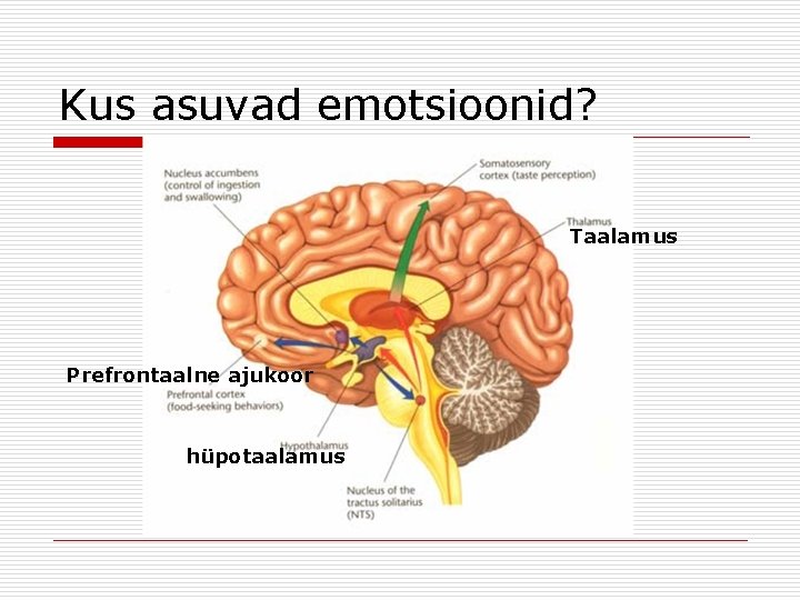 Kus asuvad emotsioonid? Taalamus Prefrontaalne ajukoor hüpotaalamus 