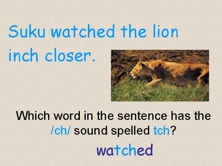 Suku watched the lion inch closer. Which word in the sentence has the /ch/ Suku watched the lion inch closer. Which word in the sentence has the /ch/