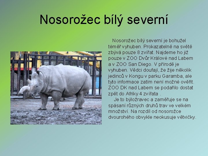Nosorožec bílý severní je bohužel téměř vyhuben. Prokazatelně na světě zbývá pouze 8 zvířat. Nosorožec bílý severní je bohužel téměř vyhuben. Prokazatelně na světě zbývá pouze 8 zvířat.