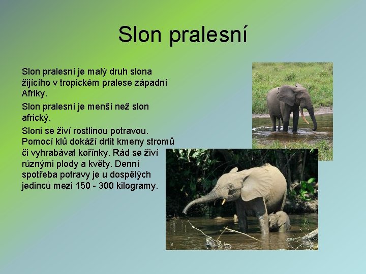 Slon pralesní je malý druh slona žijícího v tropickém pralese západní Afriky. Slon pralesní