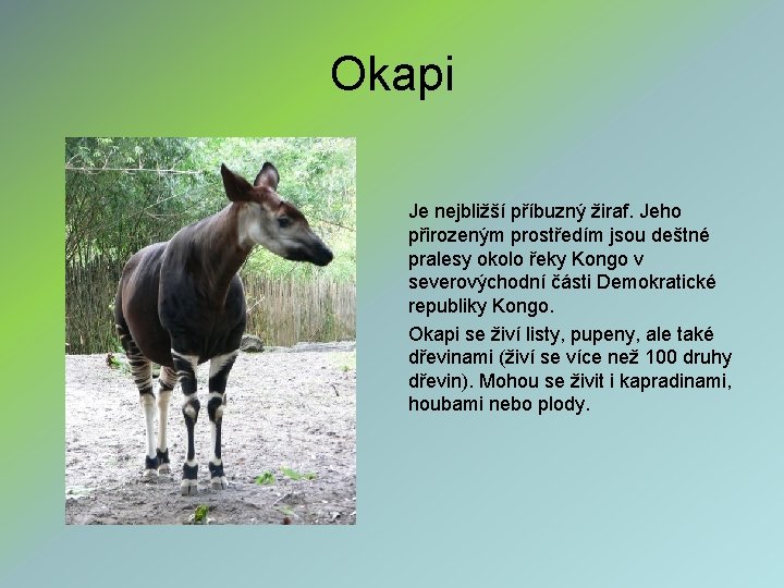 Okapi Je nejbližší příbuzný žiraf. Jeho přirozeným prostředím jsou deštné pralesy okolo řeky Kongo
