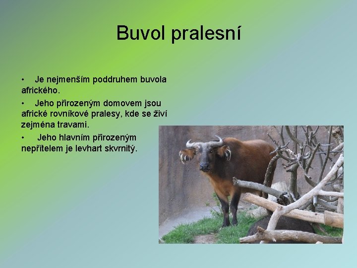 Buvol pralesní • Je nejmenším poddruhem buvola afrického. • Jeho přirozeným domovem jsou africké