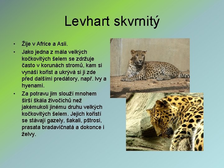 Levhart skvrnitý • • • Žije v Africe a Asii. Jako jedna z mála