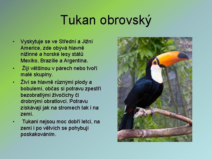 Tukan obrovský • • Vyskytuje se ve Střední a Jižní Americe, zde obývá hlavně