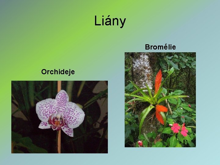 Liány Bromélie Orchideje 