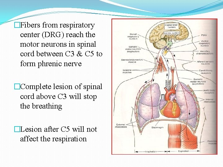 �Fibers from respiratory center (DRG) reach the motor neurons in spinal cord between C